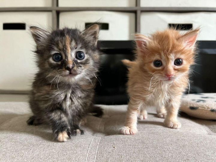best friends kittens